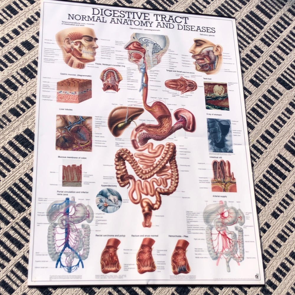 Digestive Tract Anatomy Poster